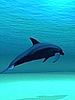 Dolphin.jpg